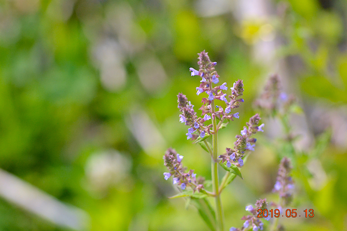 f:id:masatdm1951:20190513231120j:plain