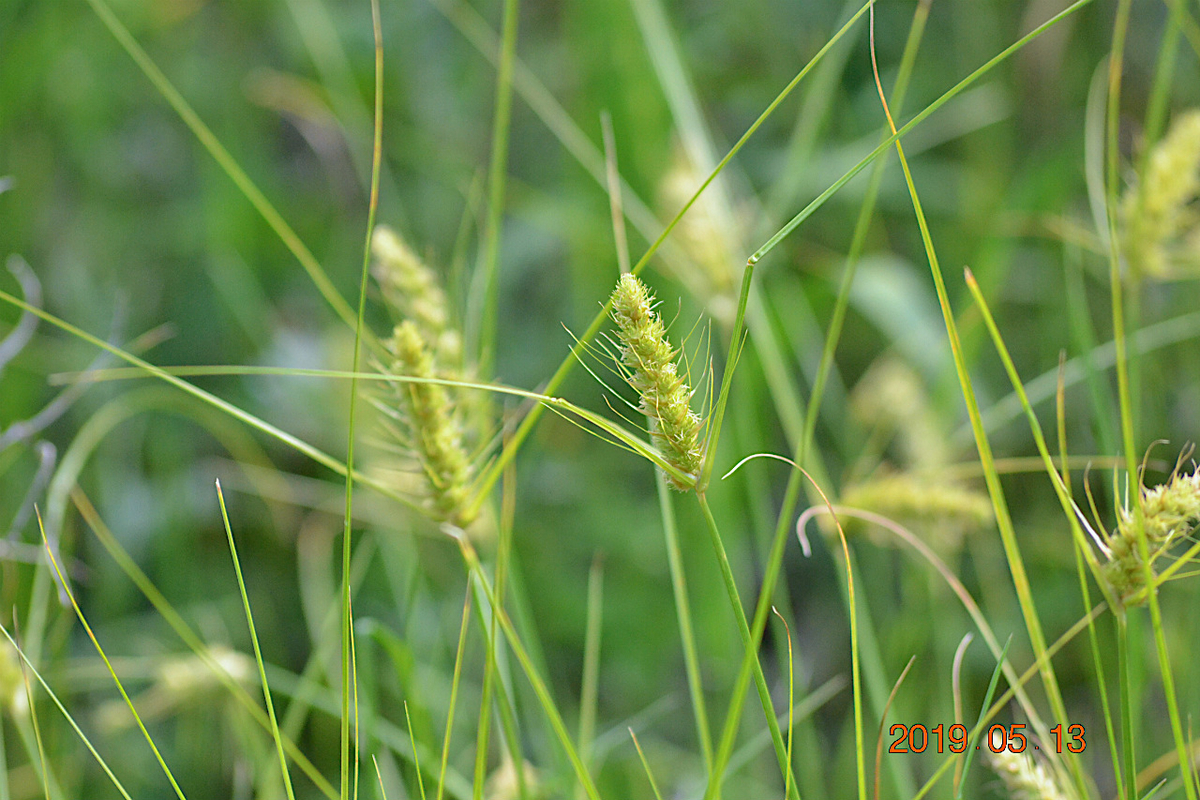 f:id:masatdm1951:20190513231146j:plain