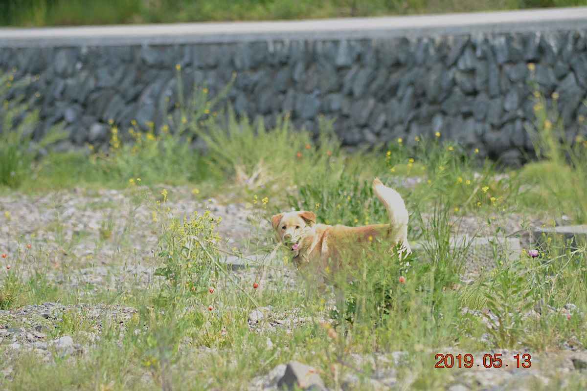 f:id:masatdm1951:20190513231149j:plain