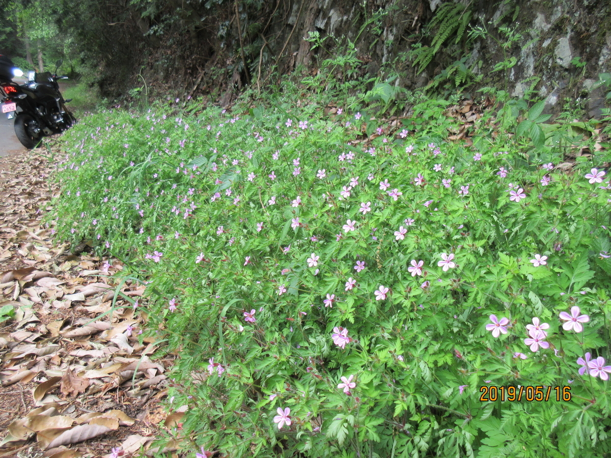 f:id:masatdm1951:20190516135524j:plain