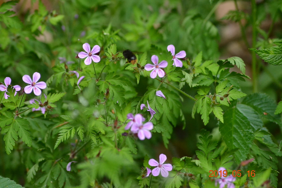 f:id:masatdm1951:20190516141755j:plain