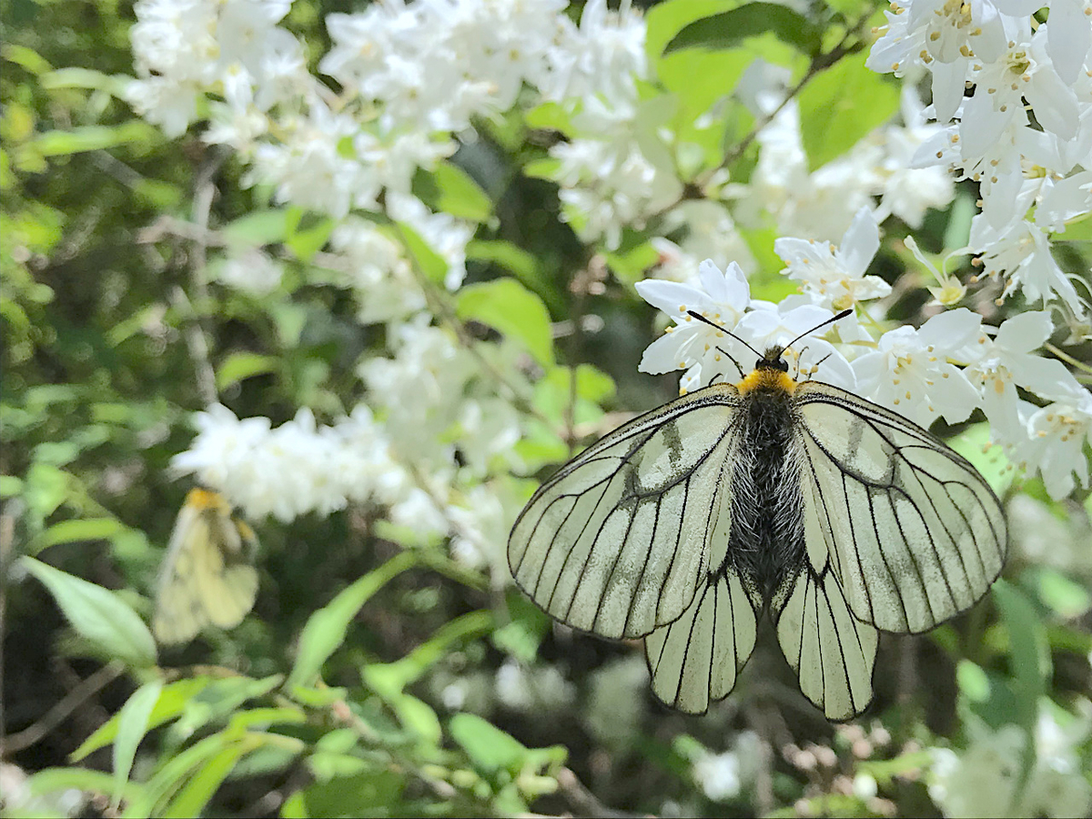 f:id:masatdm1951:20190516201254j:plain