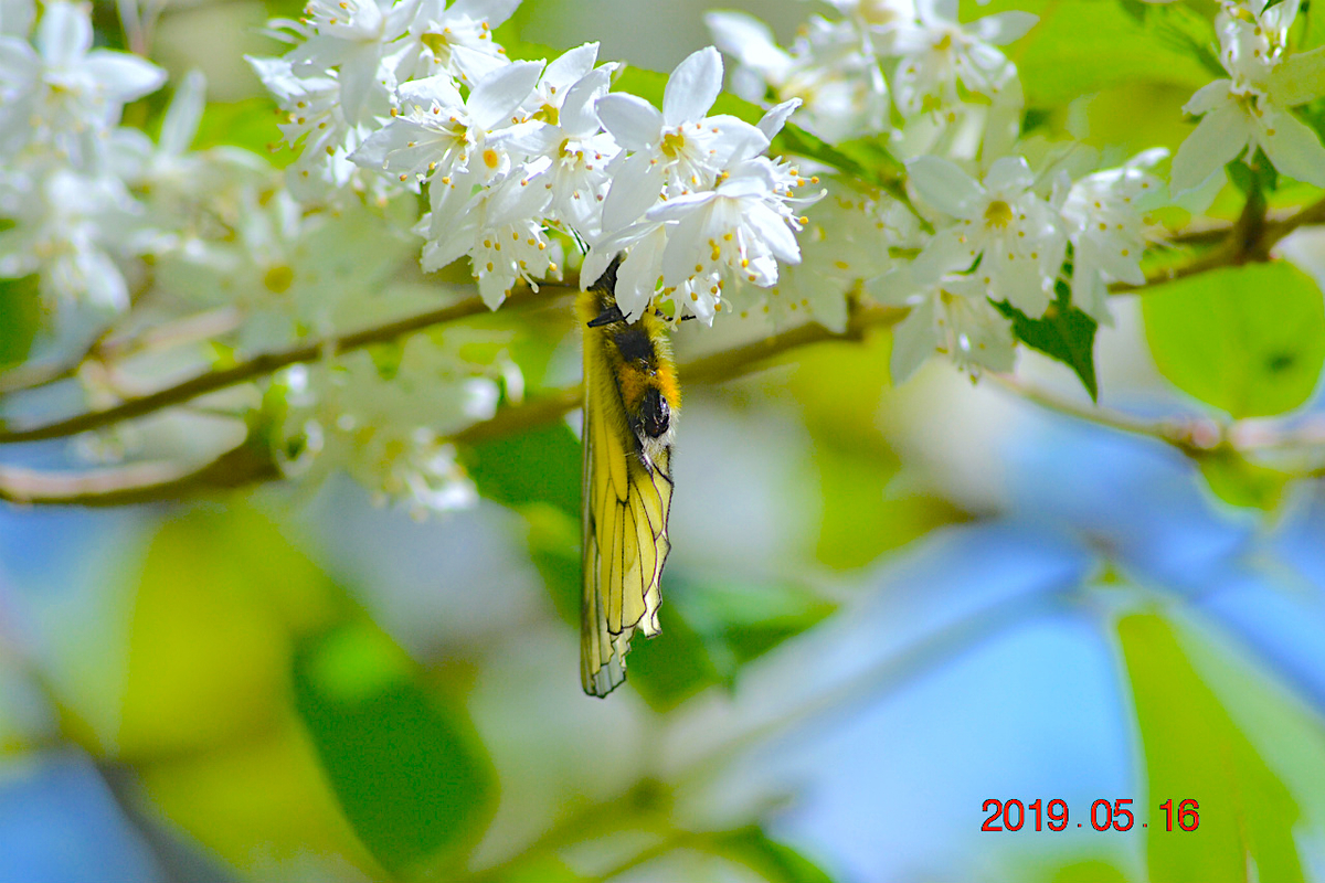 f:id:masatdm1951:20190516201306j:plain