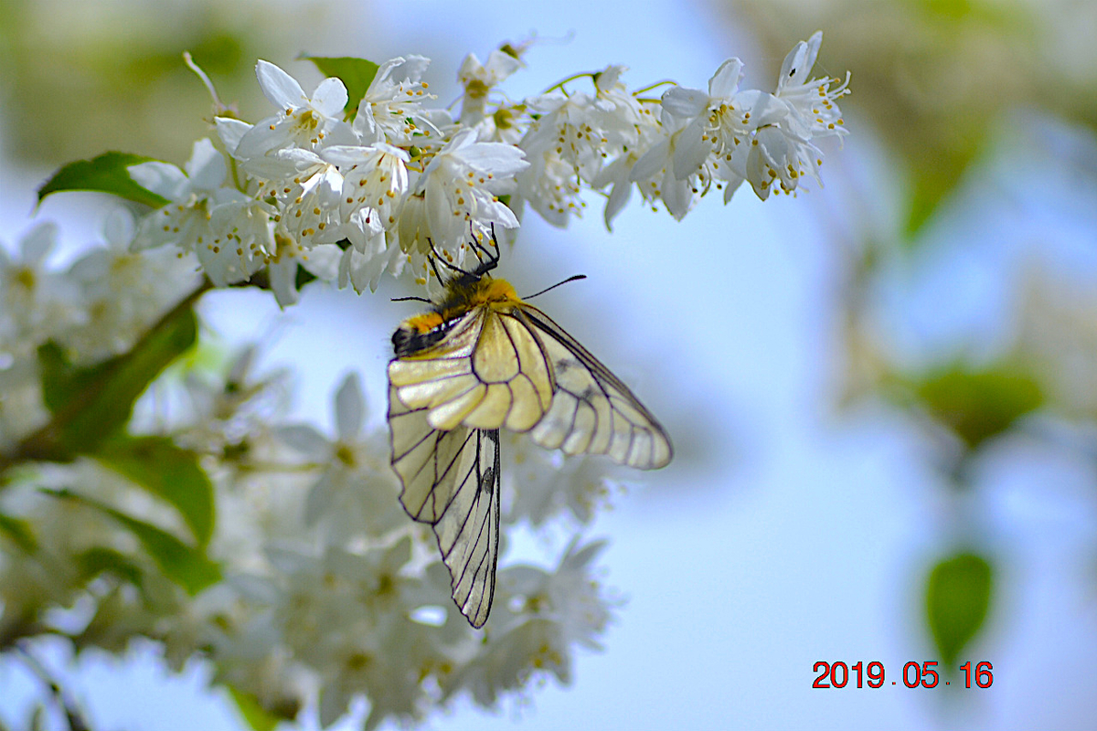 f:id:masatdm1951:20190516201315j:plain