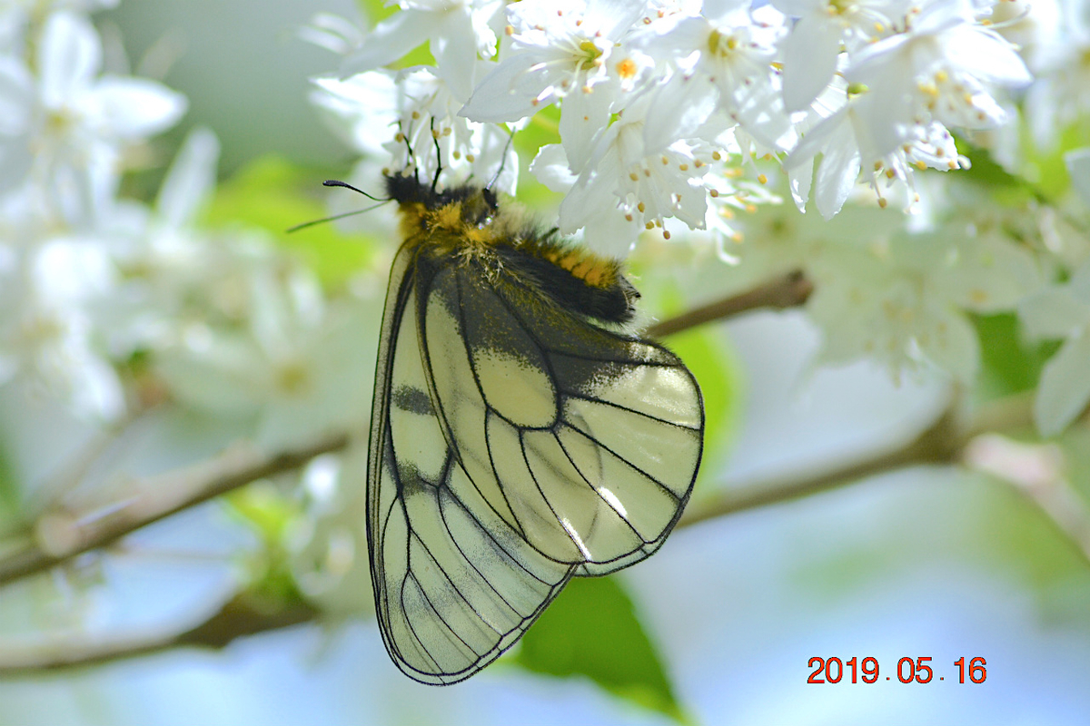 f:id:masatdm1951:20190516201324j:plain