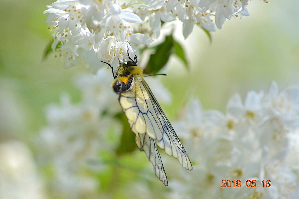 f:id:masatdm1951:20190516201334j:plain