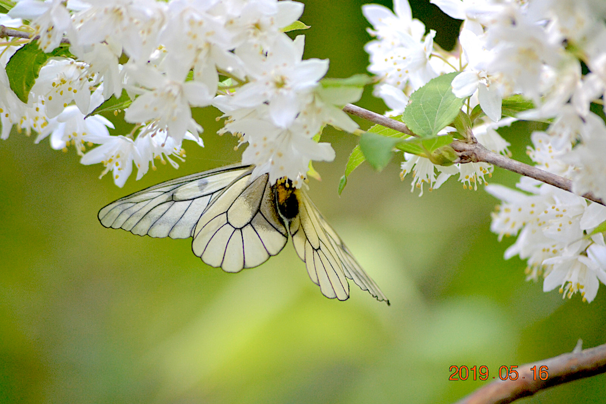 f:id:masatdm1951:20190516201357j:plain