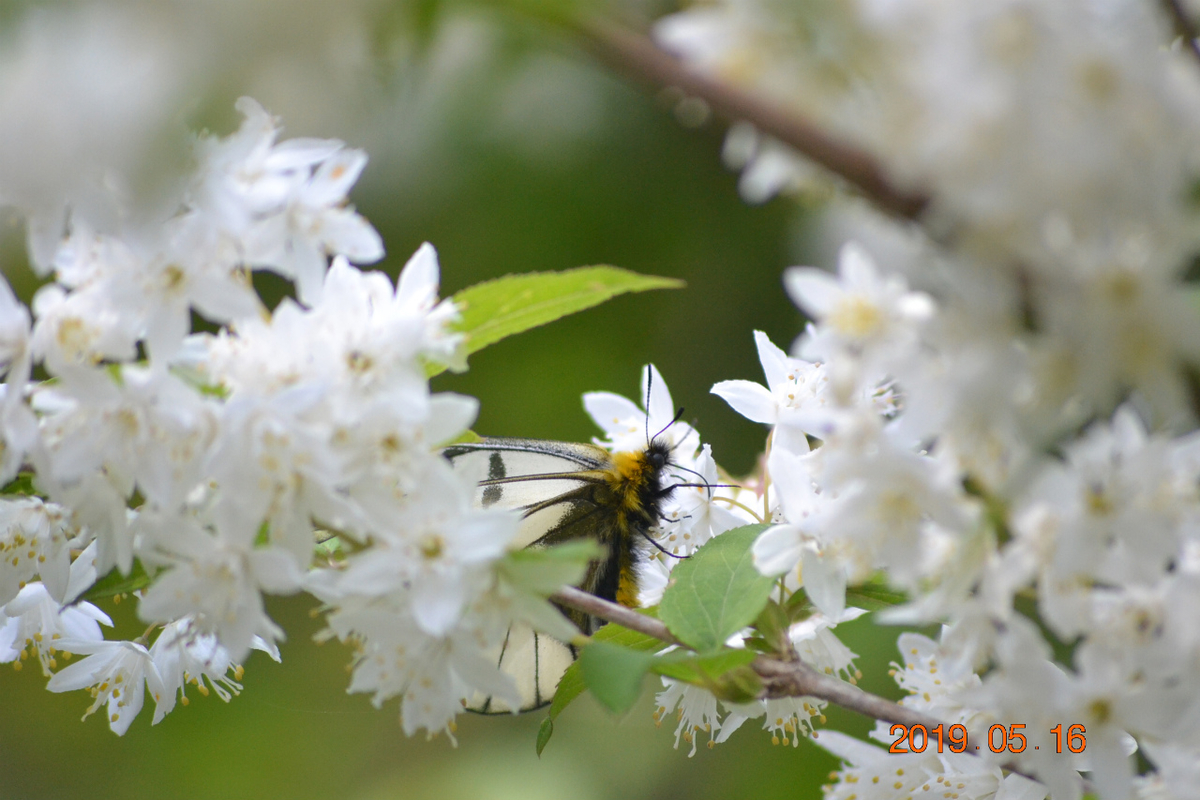 f:id:masatdm1951:20190516201413j:plain