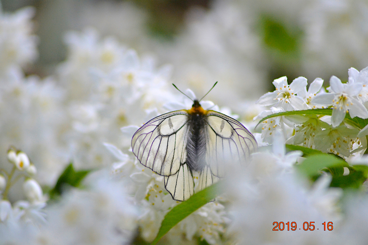 f:id:masatdm1951:20190516201422j:plain