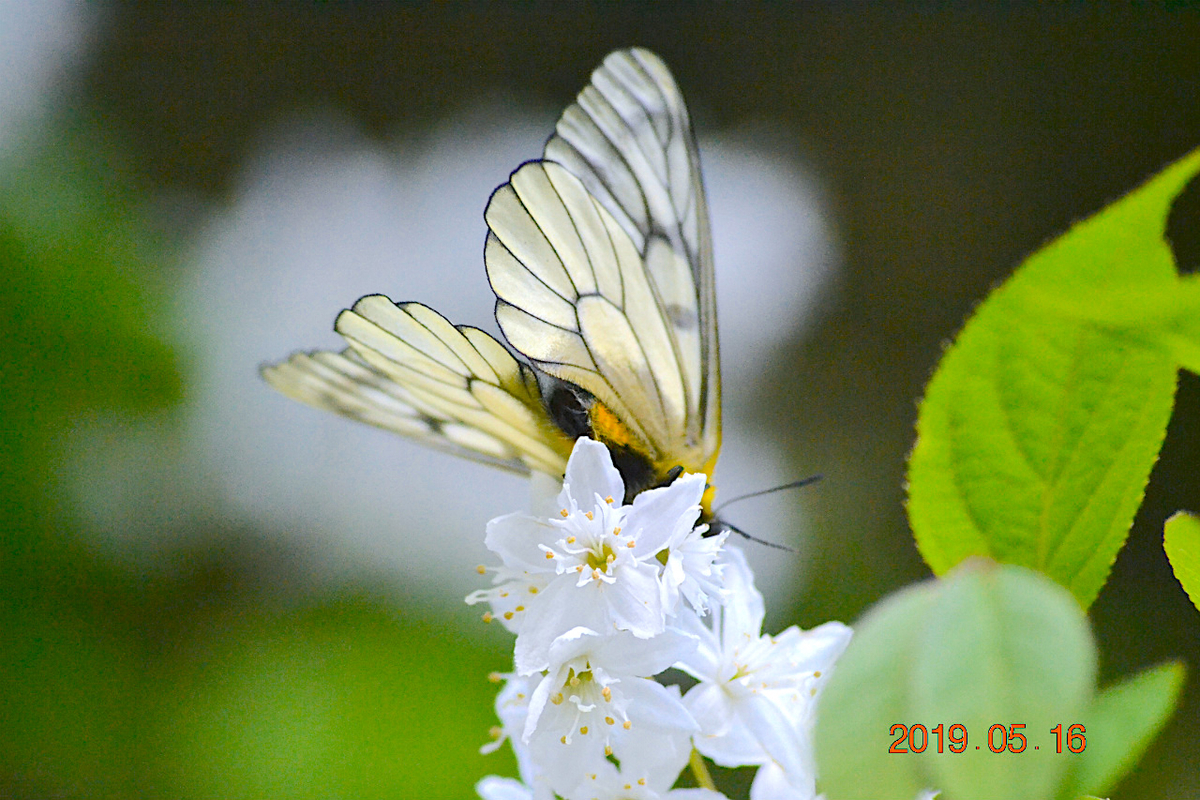 f:id:masatdm1951:20190516201443j:plain