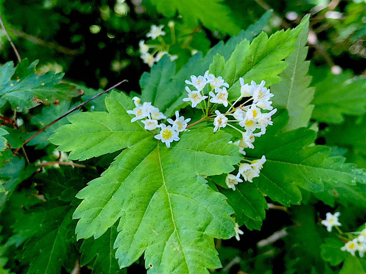 f:id:masatdm1951:20190516202808j:plain