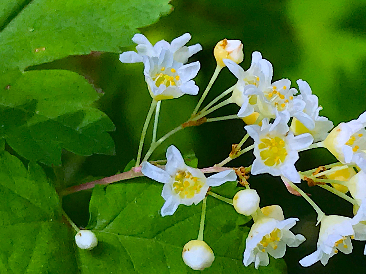 f:id:masatdm1951:20190516202821j:plain