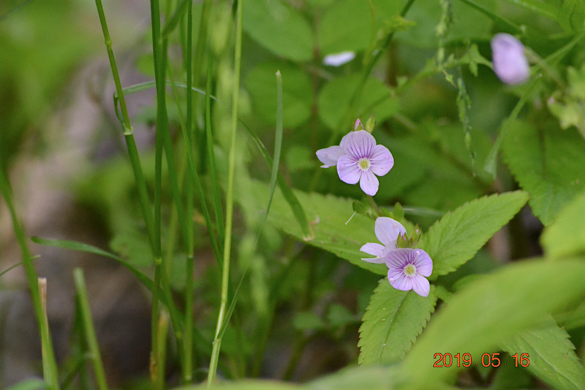 f:id:masatdm1951:20190516202835j:plain