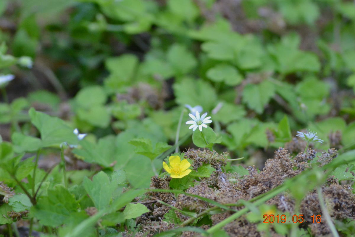 f:id:masatdm1951:20190516202850j:plain