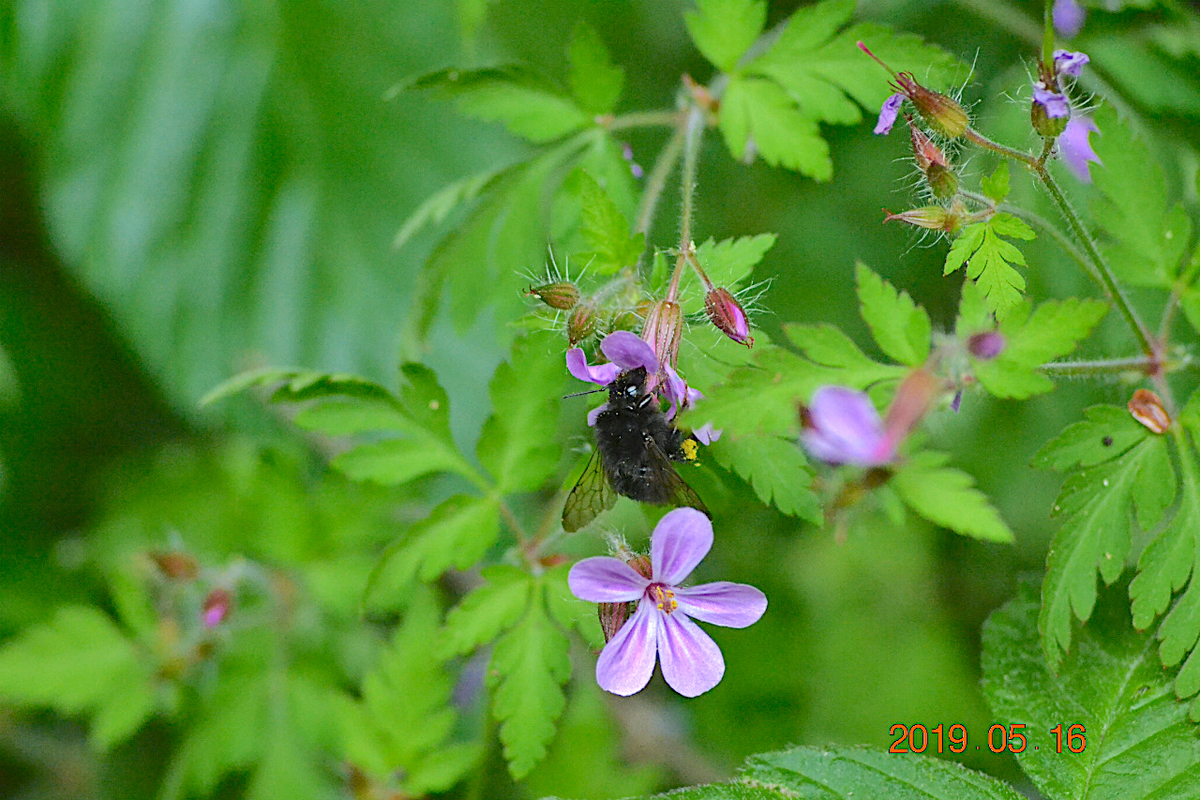 f:id:masatdm1951:20190516204528j:plain