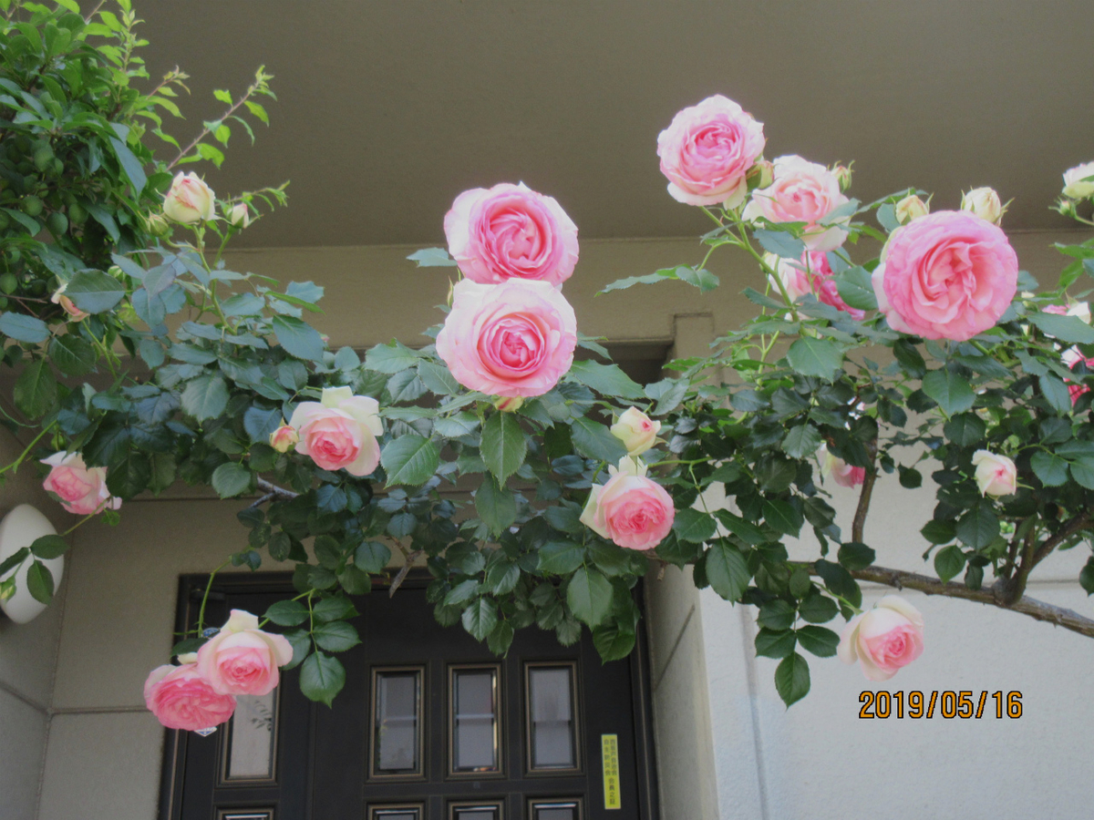 f:id:masatdm1951:20190516205331j:plain