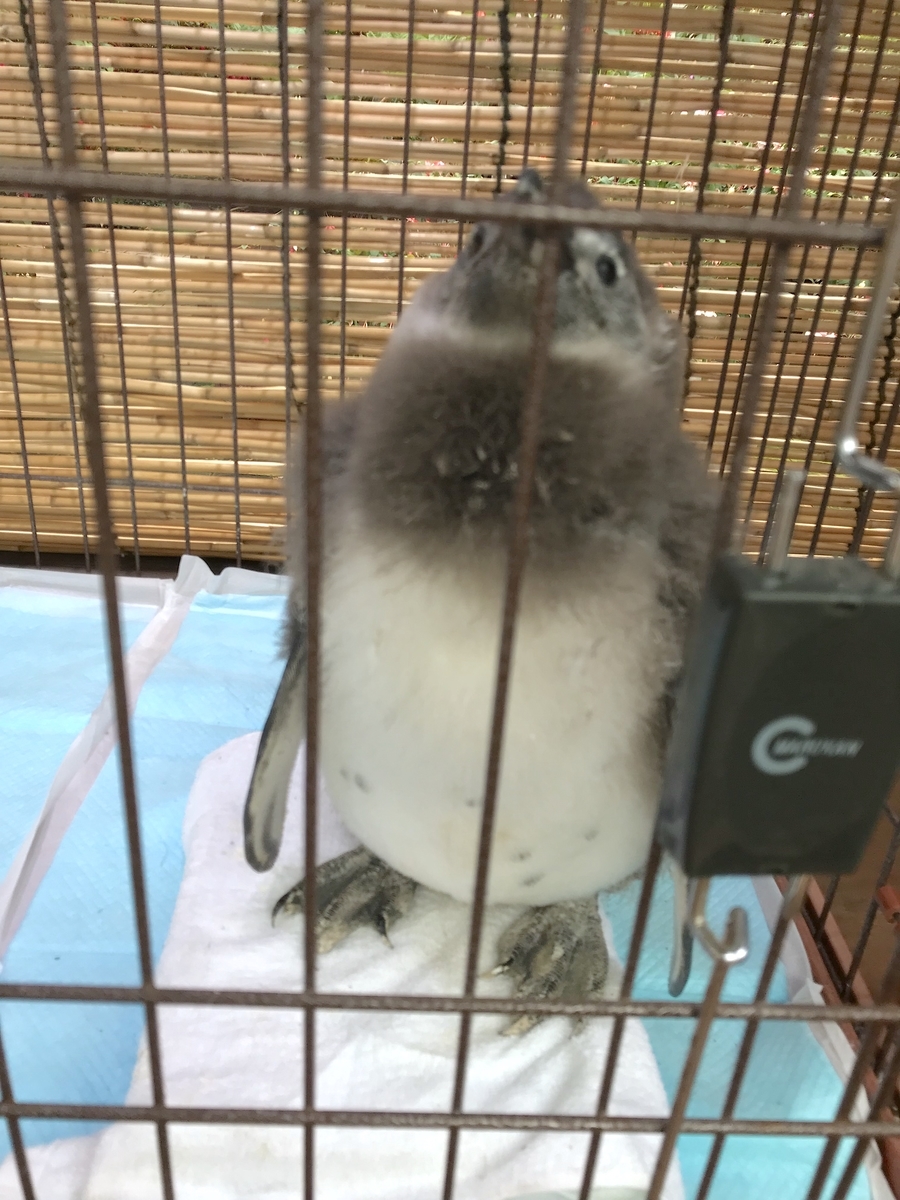 f:id:masatdm1951:20190518120537j:plain