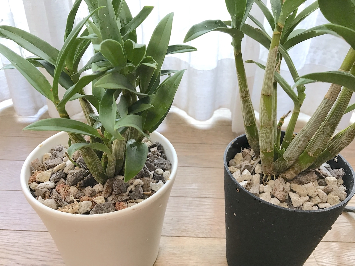 f:id:masatdm1951:20190519123340j:plain