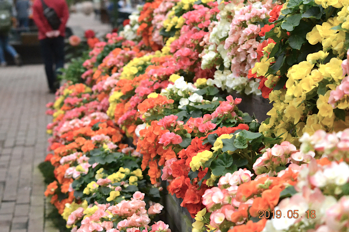 f:id:masatdm1951:20190519132746j:plain