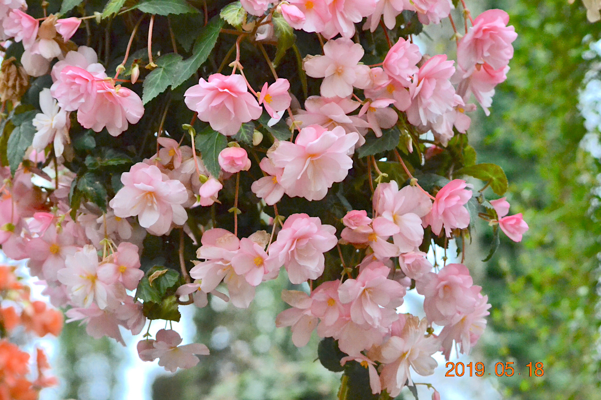 f:id:masatdm1951:20190519132756j:plain