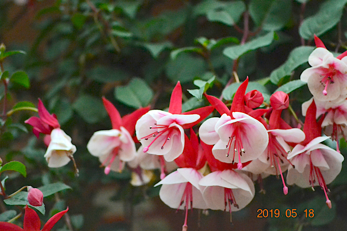 f:id:masatdm1951:20190519132802j:plain