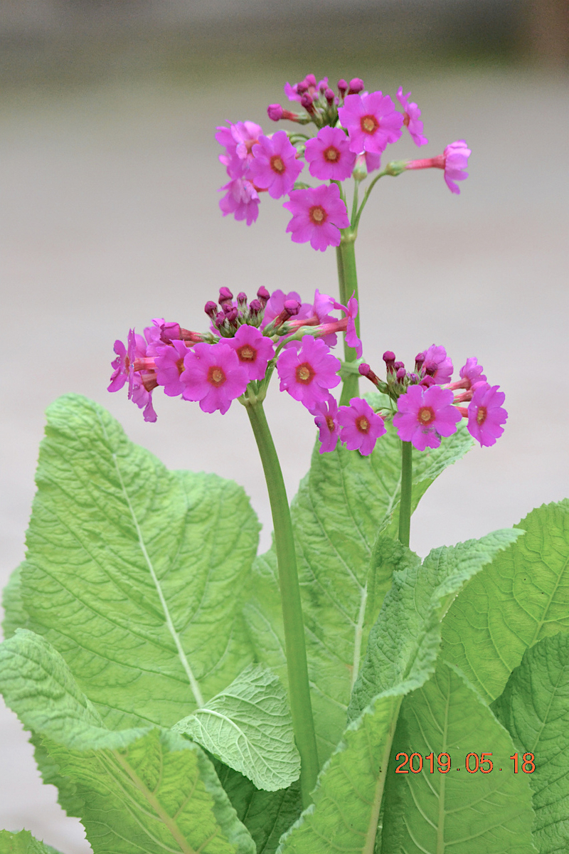 f:id:masatdm1951:20190519132813j:plain