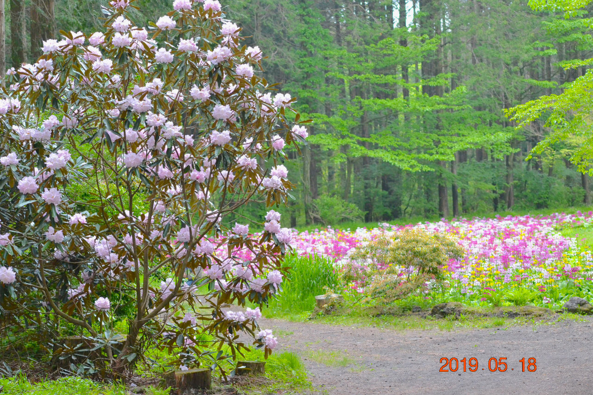 f:id:masatdm1951:20190519132819j:plain