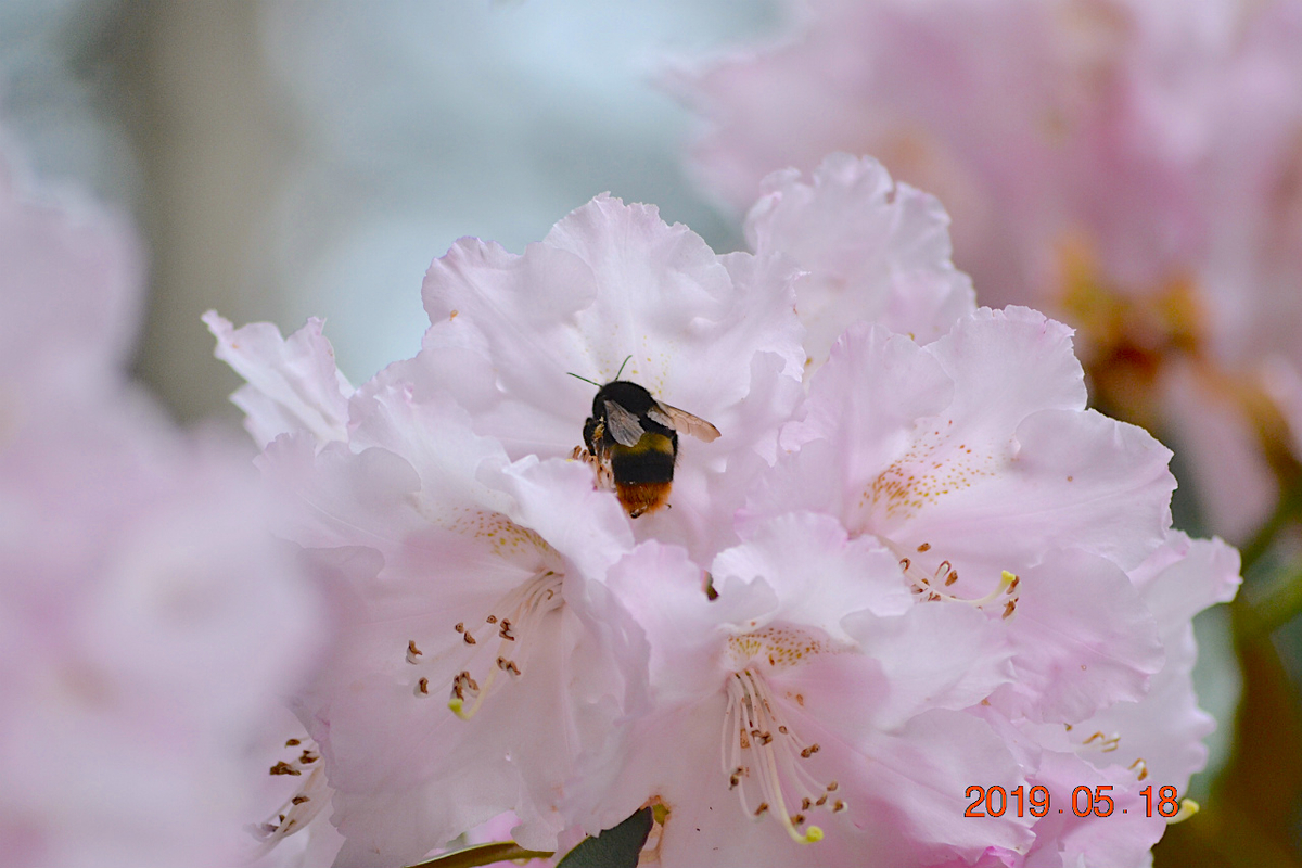 f:id:masatdm1951:20190519132824j:plain