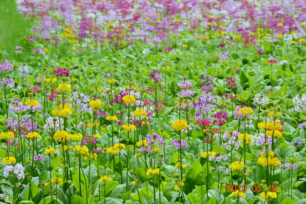 f:id:masatdm1951:20190519132834j:plain