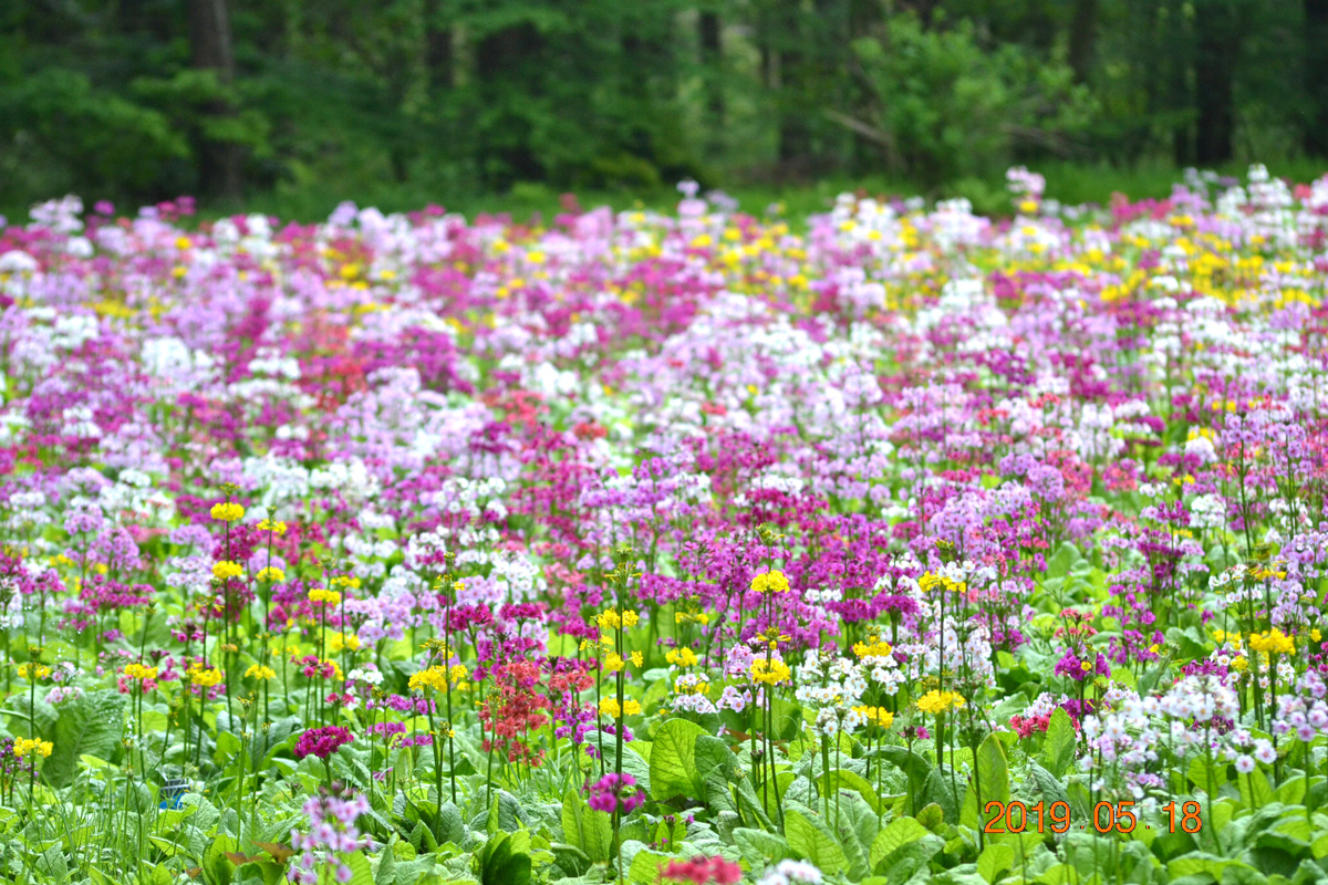 f:id:masatdm1951:20190519132838j:plain