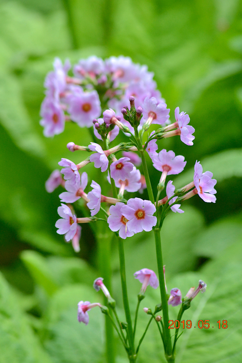 f:id:masatdm1951:20190519132843j:plain