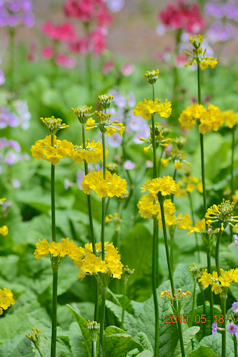 f:id:masatdm1951:20190519132846j:plain