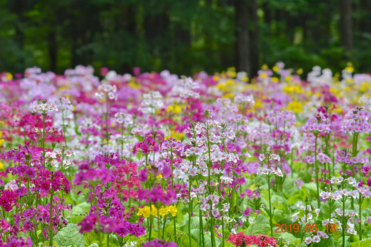 f:id:masatdm1951:20190519132902j:plain