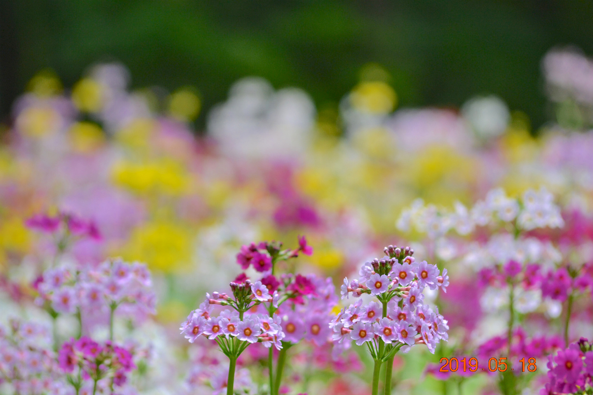 f:id:masatdm1951:20190519132906j:plain