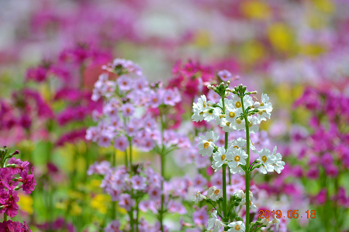 f:id:masatdm1951:20190519132911j:plain