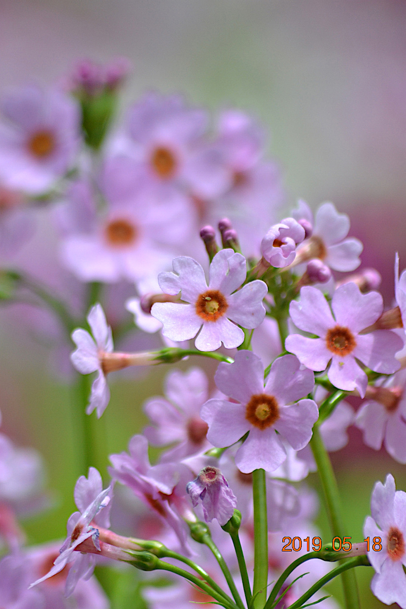 f:id:masatdm1951:20190519132917j:plain