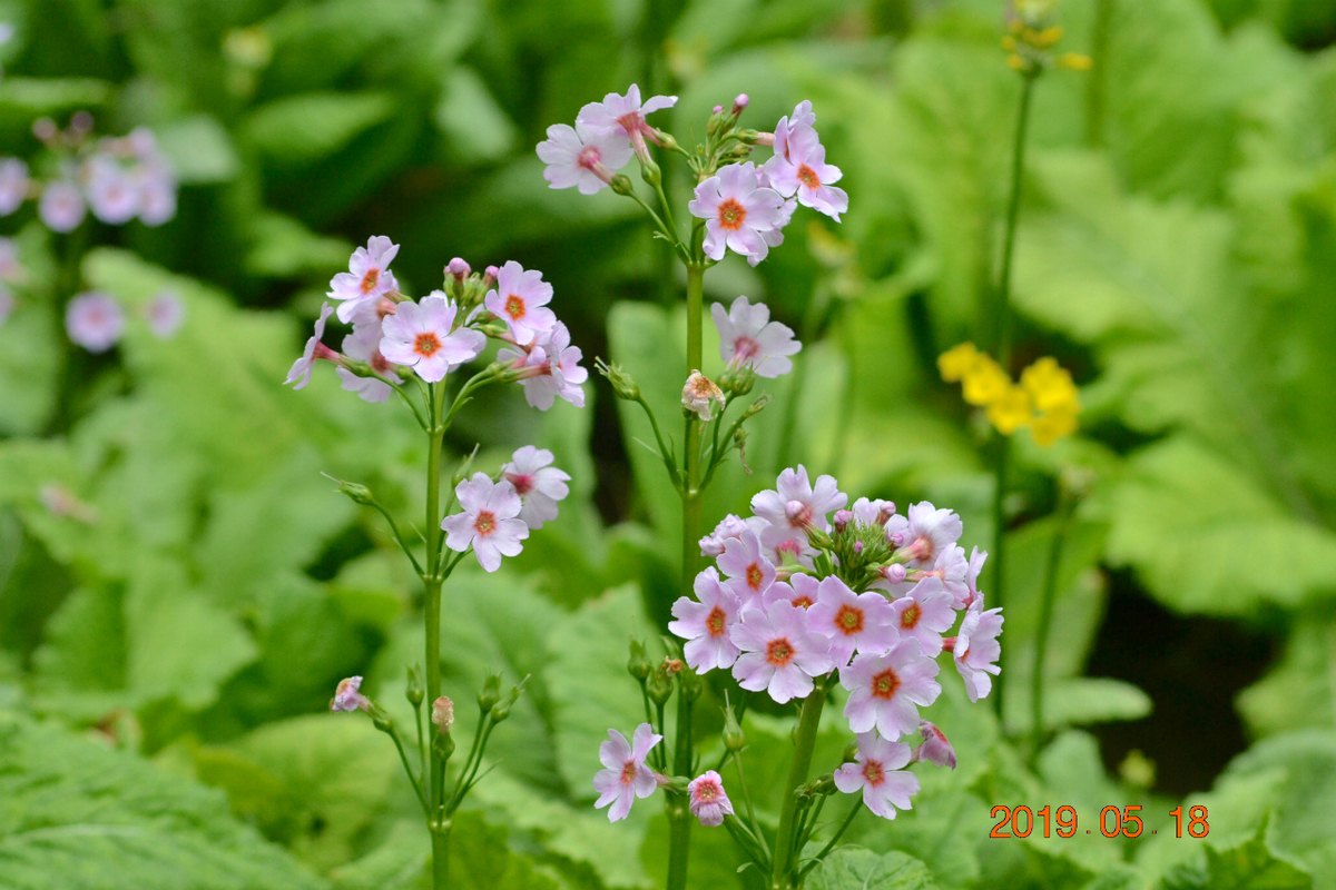 f:id:masatdm1951:20190519132930j:plain