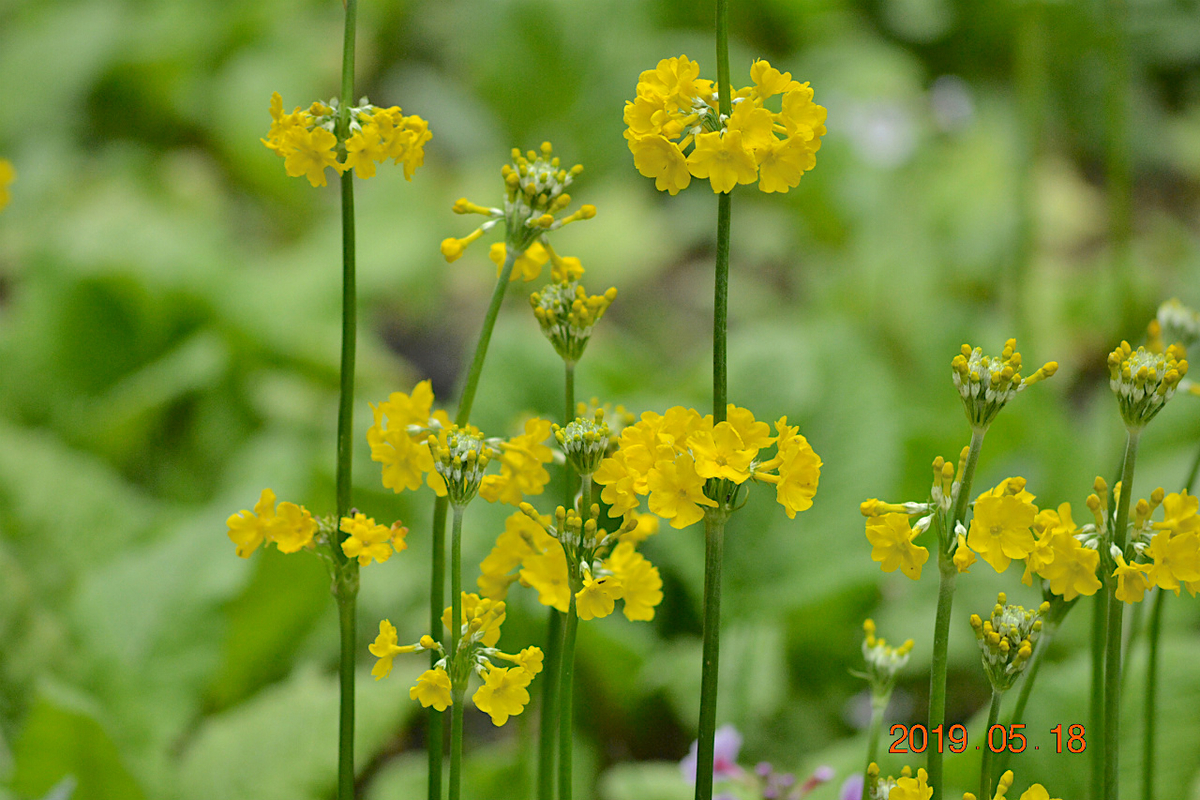 f:id:masatdm1951:20190519132935j:plain