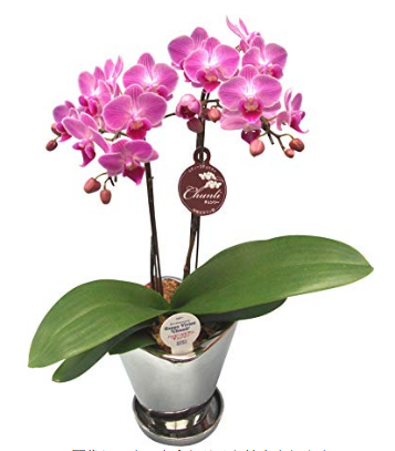 f:id:masatdm1951:20190520152157p:plain