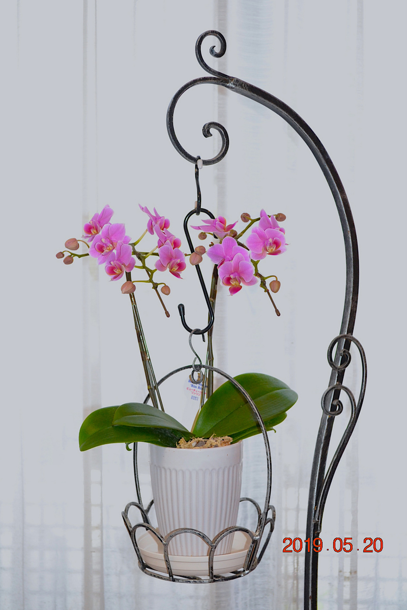 f:id:masatdm1951:20190520154208j:plain