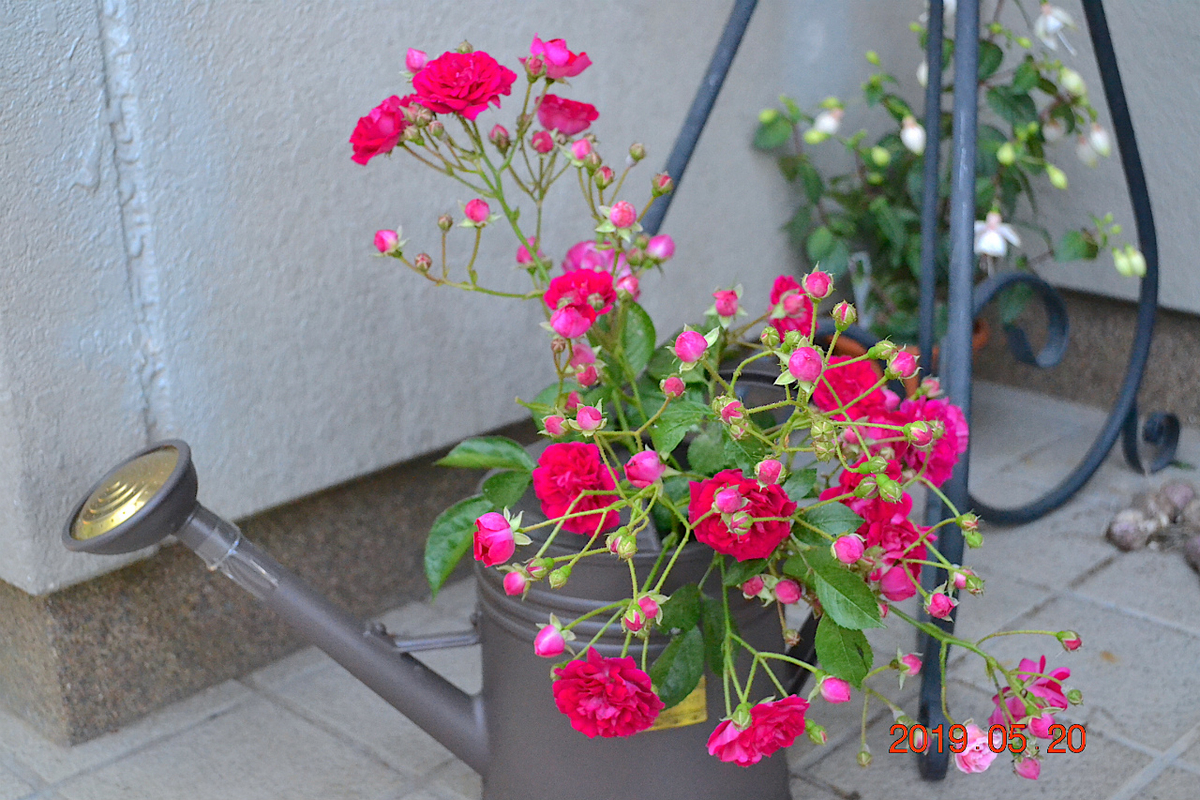 f:id:masatdm1951:20190520155934j:plain