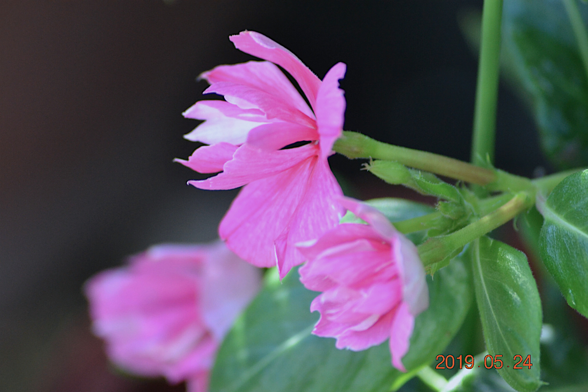 f:id:masatdm1951:20190524180758j:plain