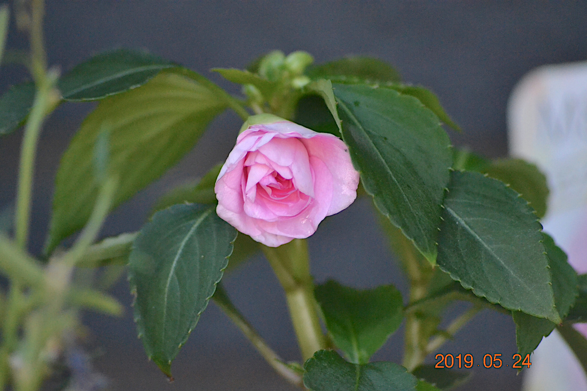 f:id:masatdm1951:20190525145348j:plain