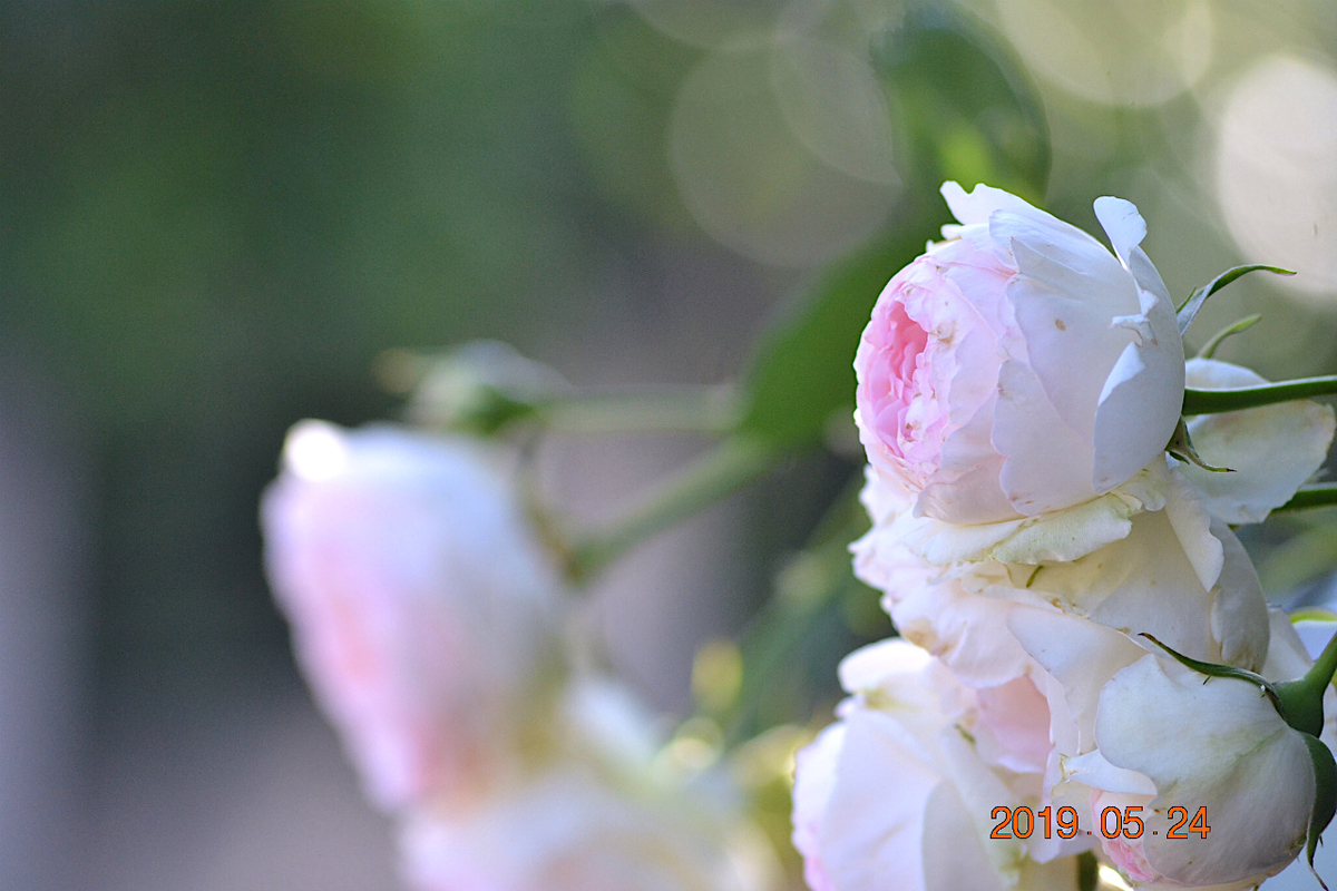 f:id:masatdm1951:20190525145354j:plain