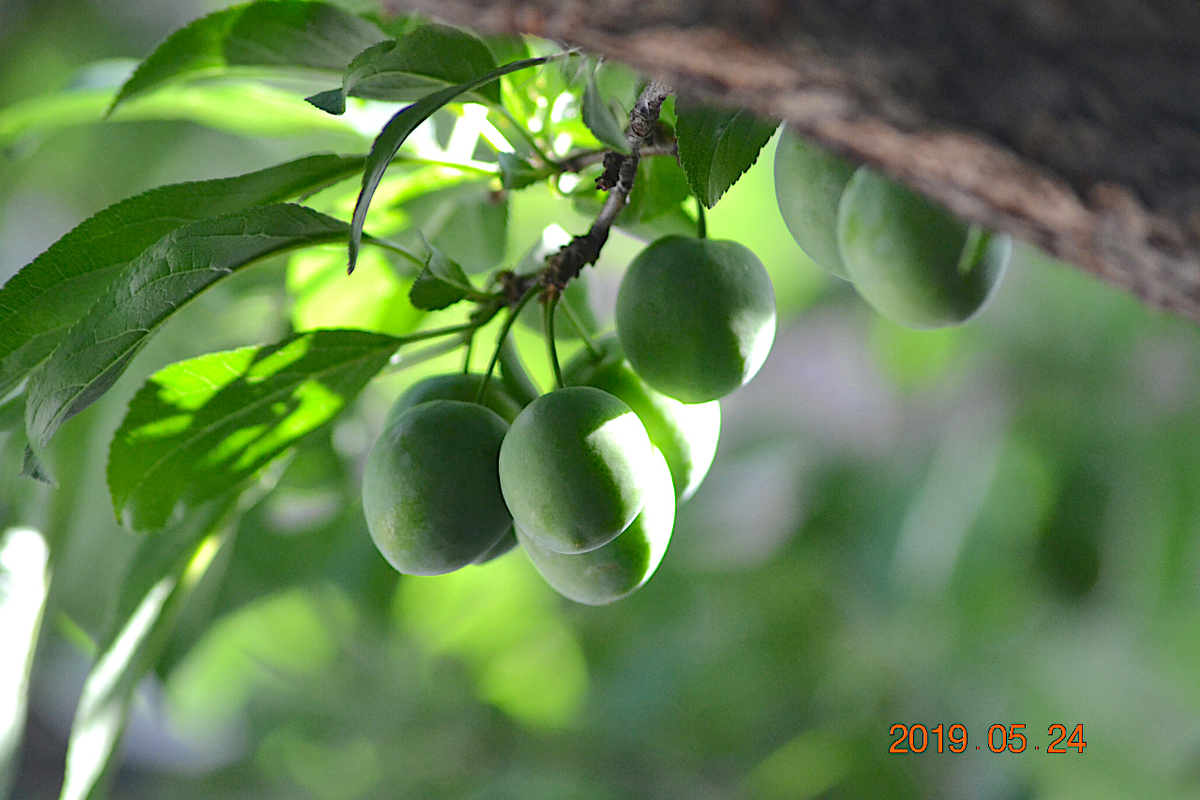 f:id:masatdm1951:20190525145406j:plain