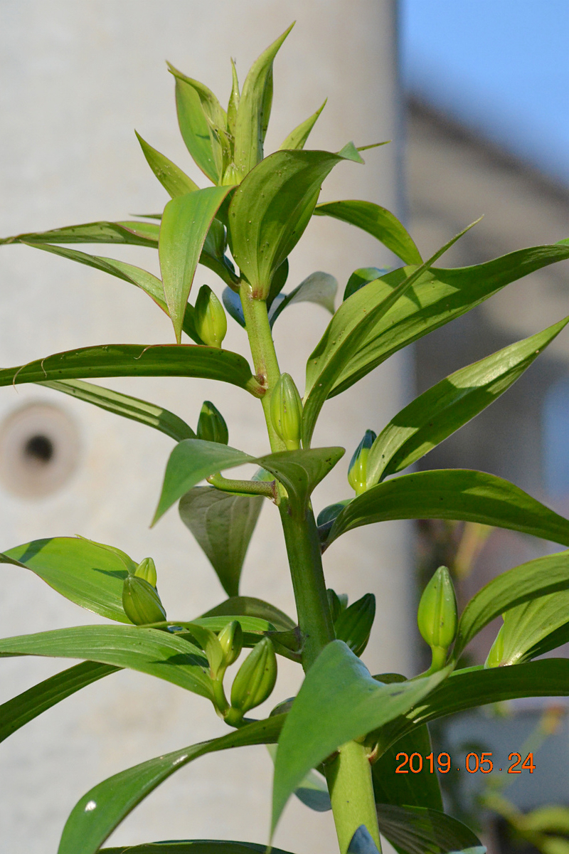 f:id:masatdm1951:20190525145420j:plain