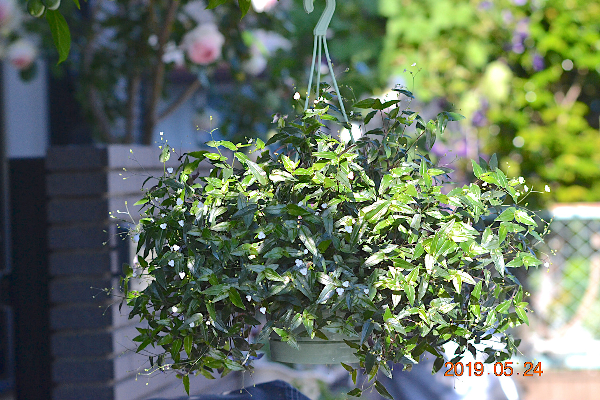 f:id:masatdm1951:20190525145443j:plain