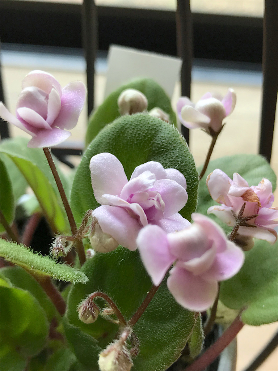 f:id:masatdm1951:20190601112914j:plain