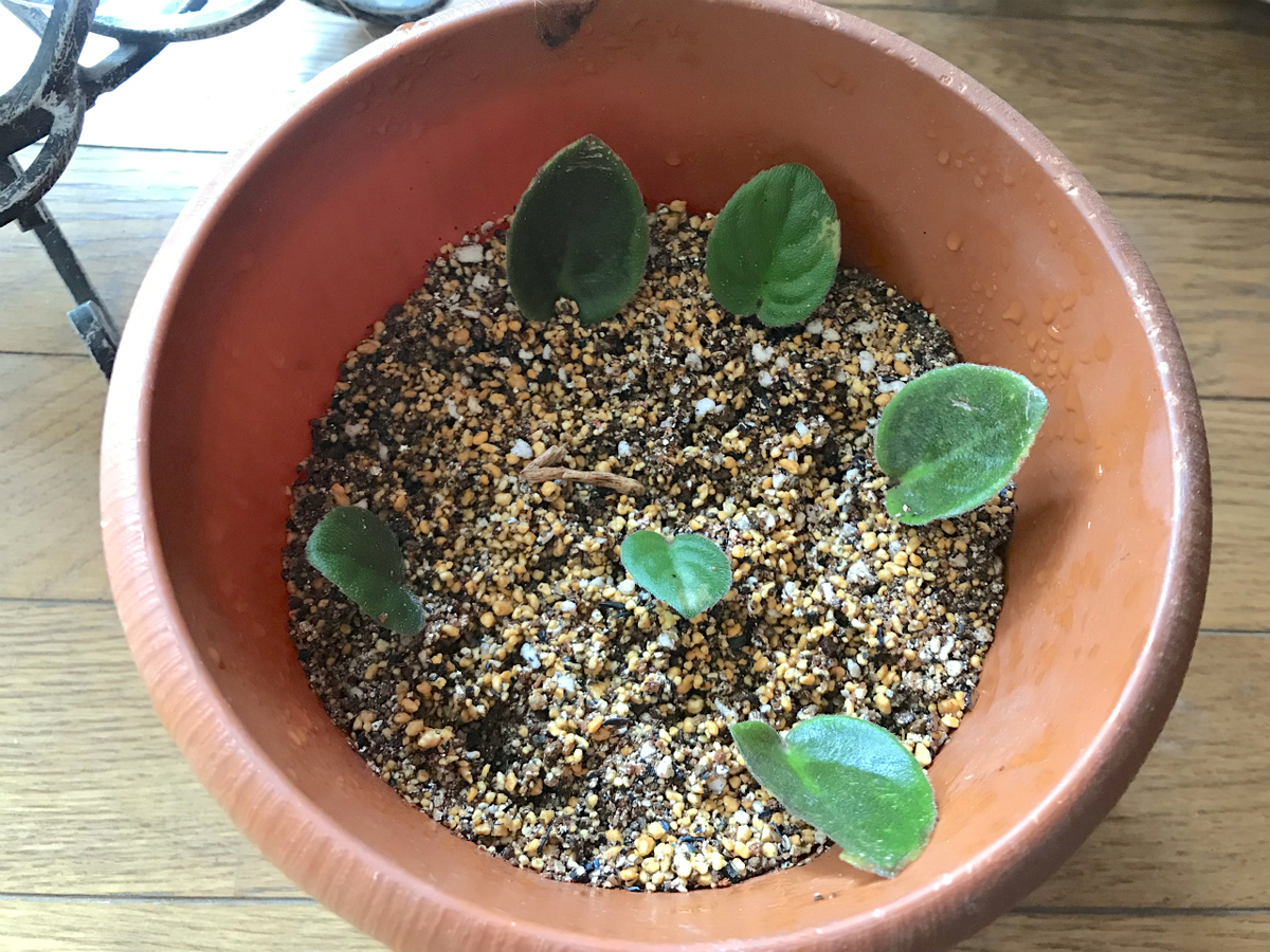 f:id:masatdm1951:20190601192625j:plain