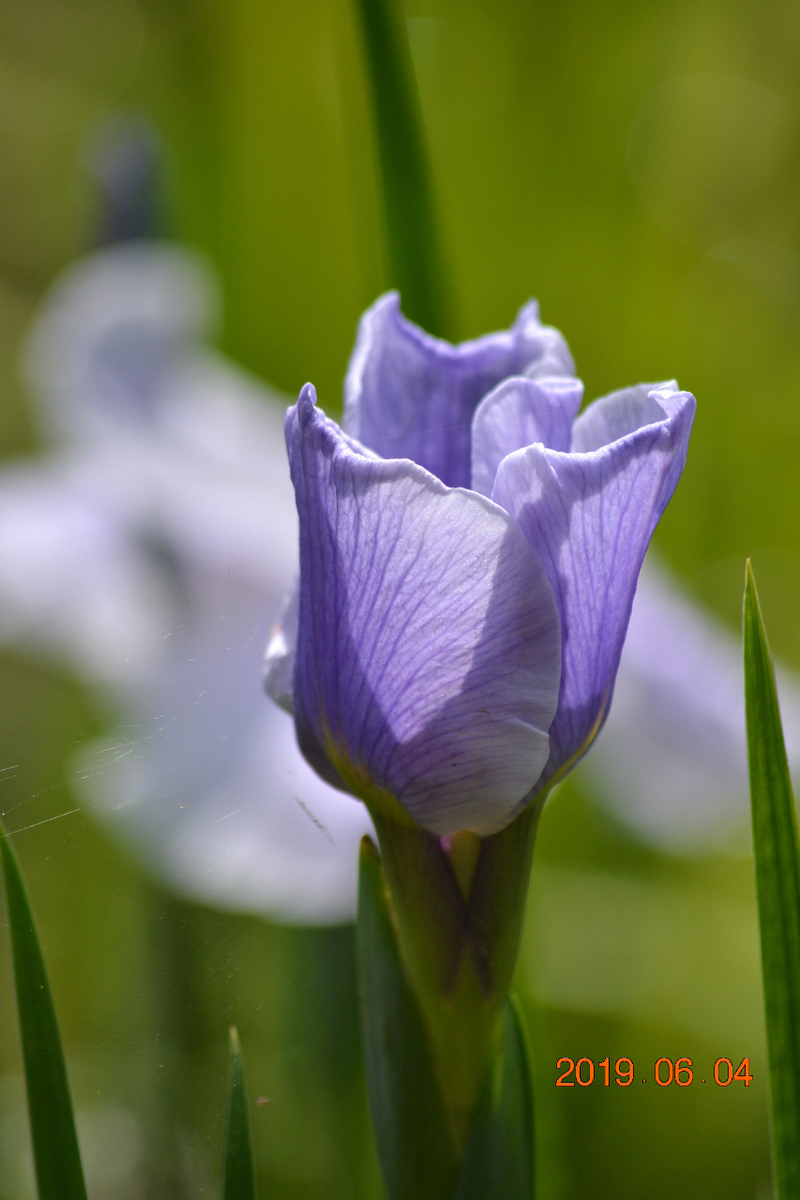 f:id:masatdm1951:20190604163829j:plain f:id:masatdm1951:20190604163829j:plain